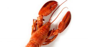 Lobster